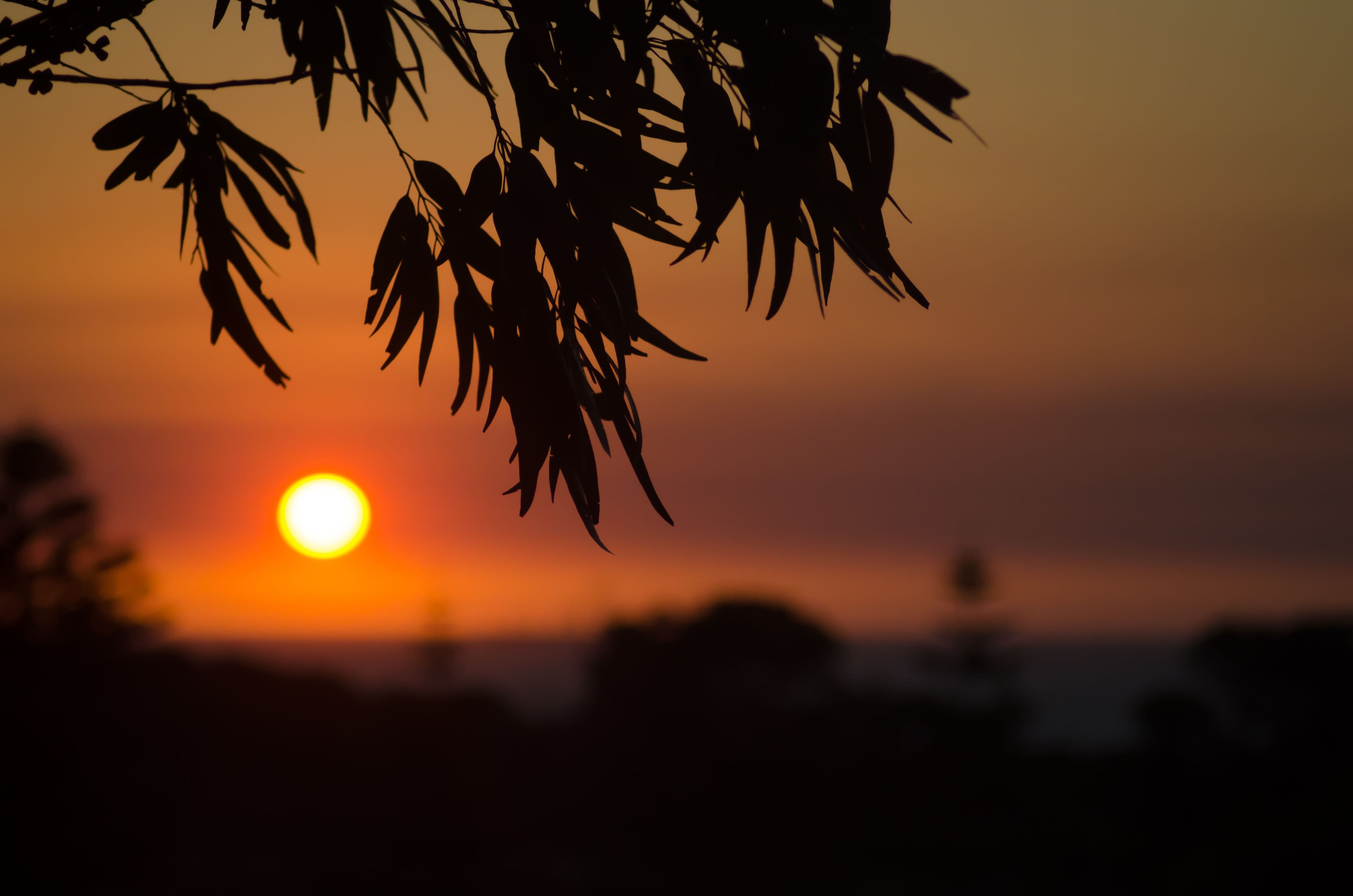 Silhouetted eucalyptus leaves hanging over an orange sunset in Western Australia